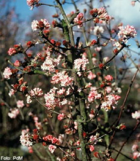 Jetzt den Garten planen