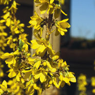 Forsythie