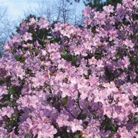 Rhododendron