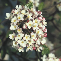 Viburnum