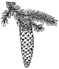 Fichtenzapfen