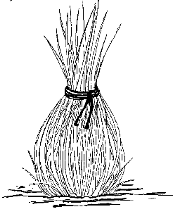 Pampasgras überwintern