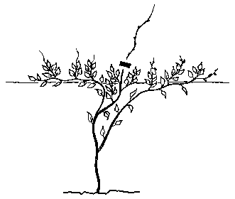 Sommerschnitt der Kletterpflanzen