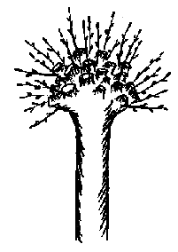 Schnitt von Kugel-Robinien