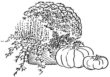 Herbst-Chrysanthemen