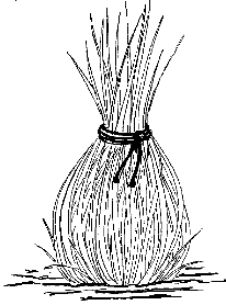 Pampasgras überwintern