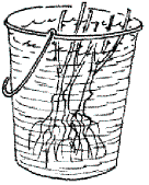 Pflanzanleitung Rosen