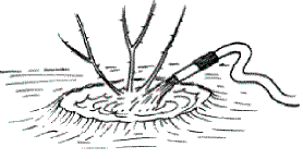Pflanzanleitung Rosen
