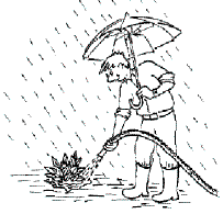 Pflanzanleitung für Stauden 4