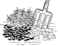 Pflanzanleitung für Stauden 6