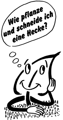 Hecken pflanzen und schneiden