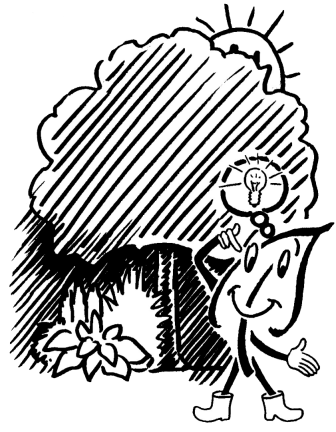 Gehölze für den Schattengarten