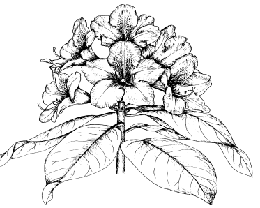 Gehölze für den Schattengarten