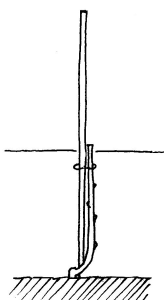 Weinreben, Erziehung