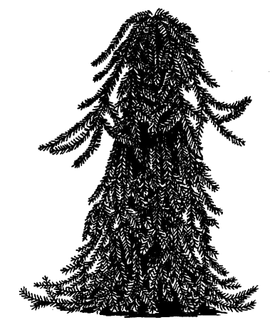 Picea abies 'Inversa'