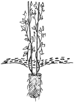 Clematis richtig pflanzen