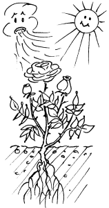 Rosen - wichtige Krankheiten und Schädlinge