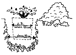 Rhododendron pflanzen