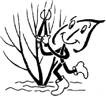 schnitt ziergehoelze1