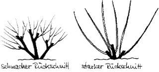 Schnitt von Ziergehölzen