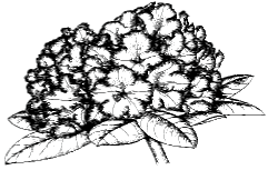 Vorgärten gestalten