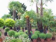 Mediterraner Bereich 1