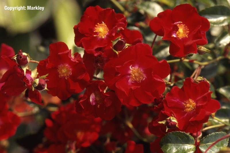 Rosa 'Alcantara' -R-