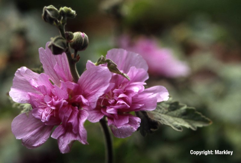 Alcea 'Parkrondell' (Alcalthaea suffrutescens 'Parkrondell')