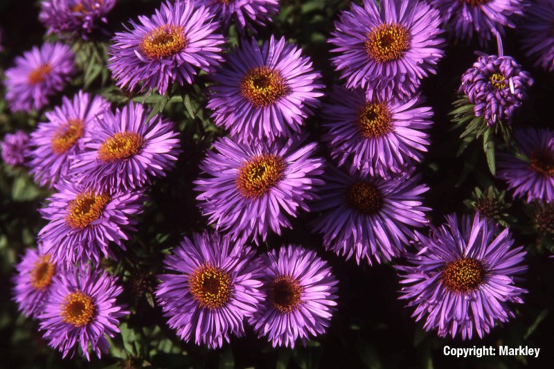 Aster novae-angliae 'Purple Dome'