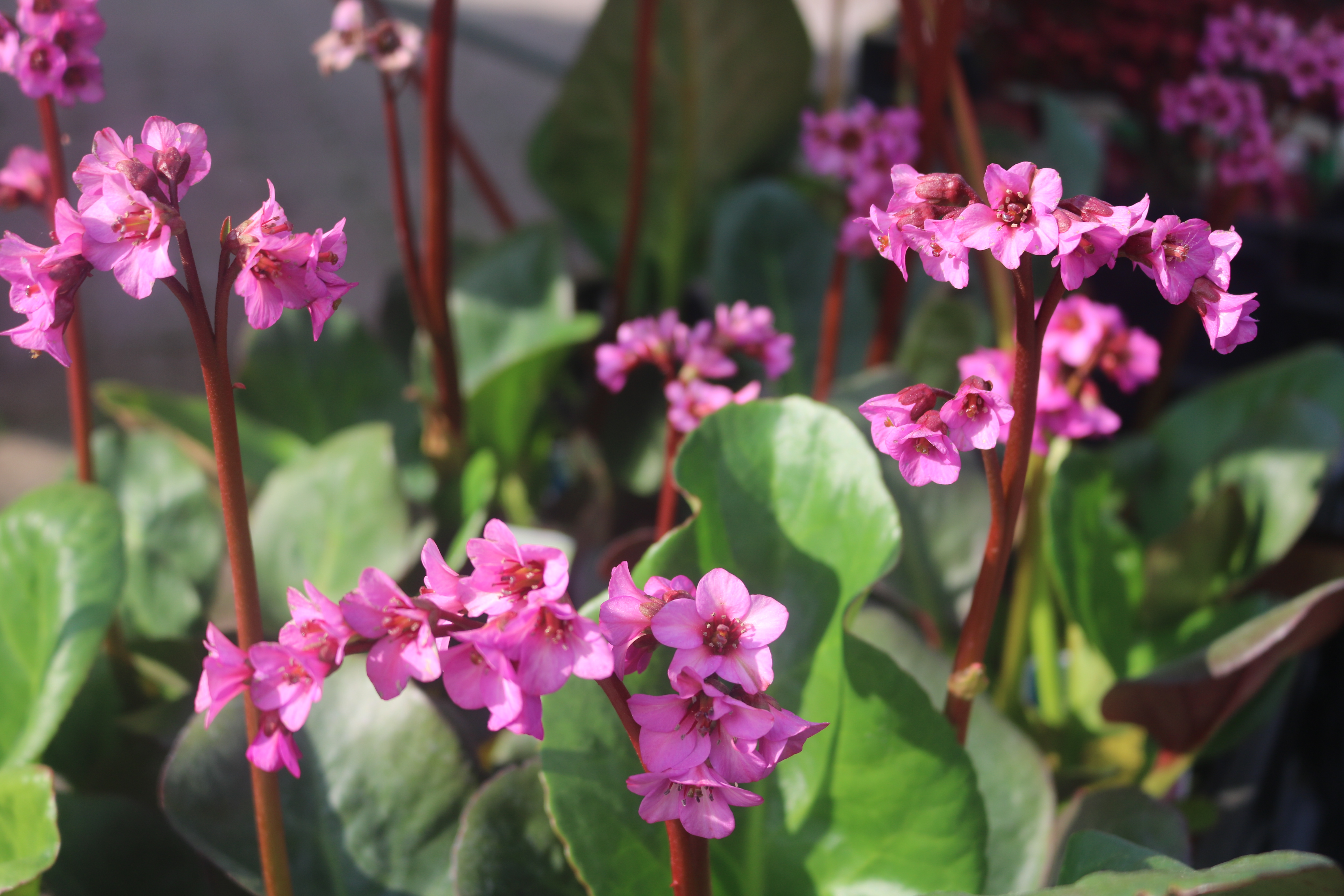 Keine Abbildung zugeordnet