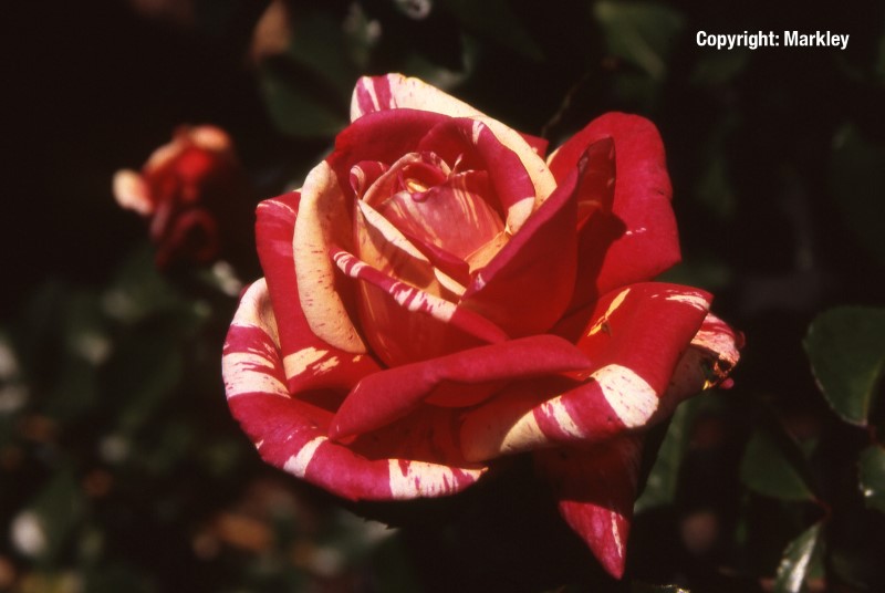 Rosa 'Broceliande' -R-
