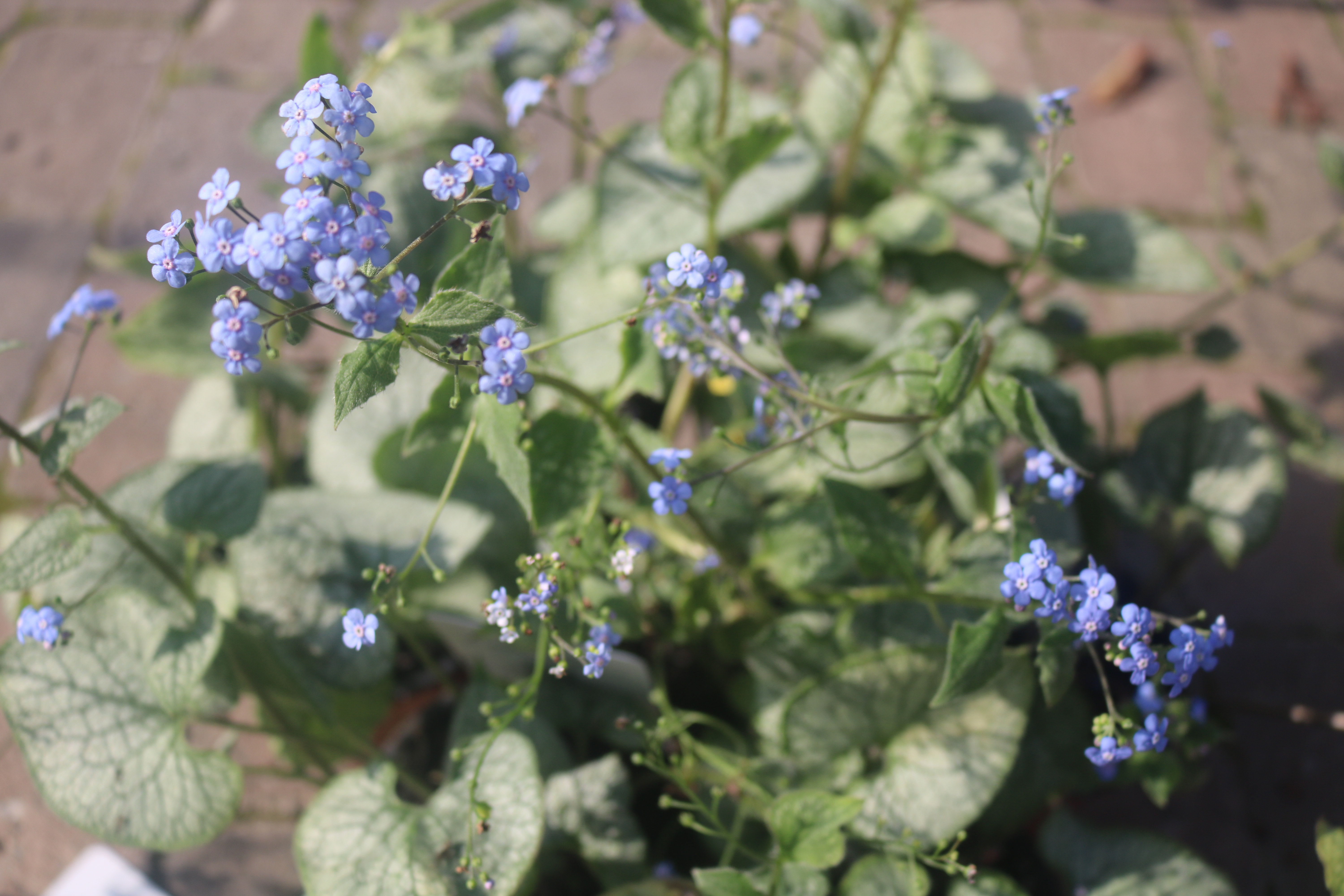 Keine Abbildung zugeordnet