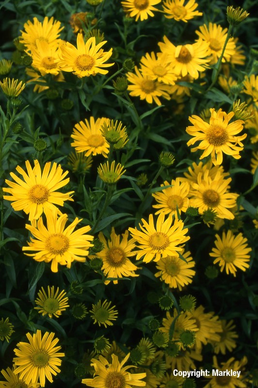 Buphthalmum salicifolium