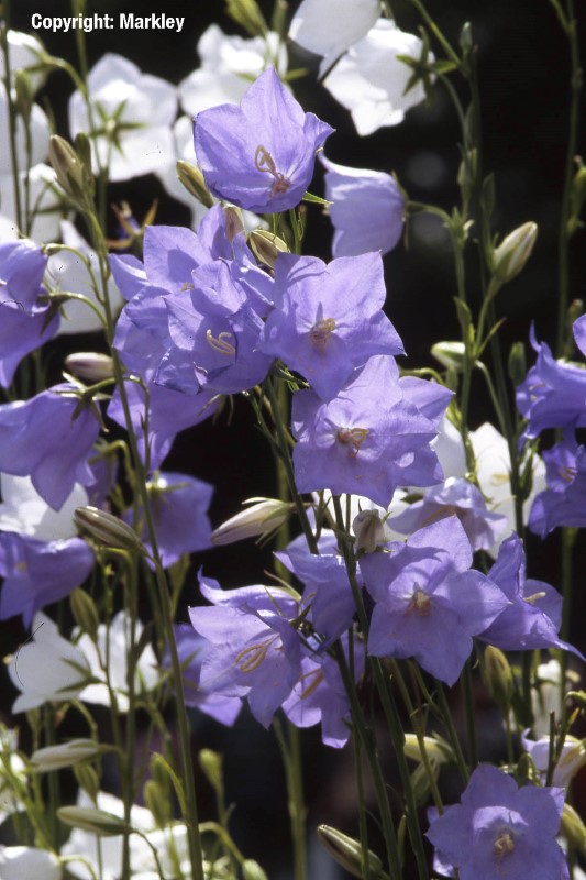 Campanula persicif.'Grandiflora Coerulea'