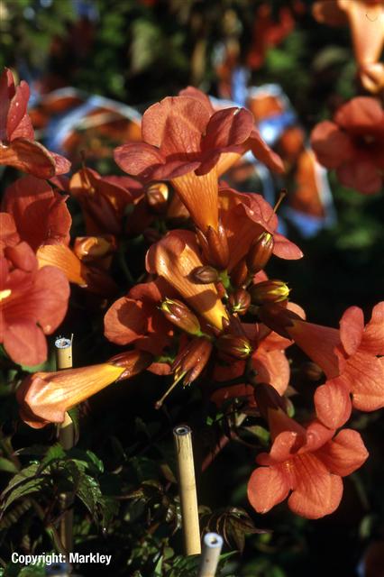 Campsis tagliabuana 'Mme. Galen'