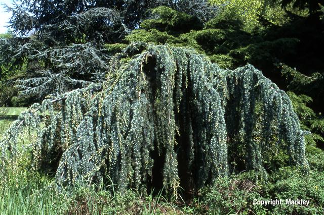 Cedrus atlantica 'Glauca Pendula'