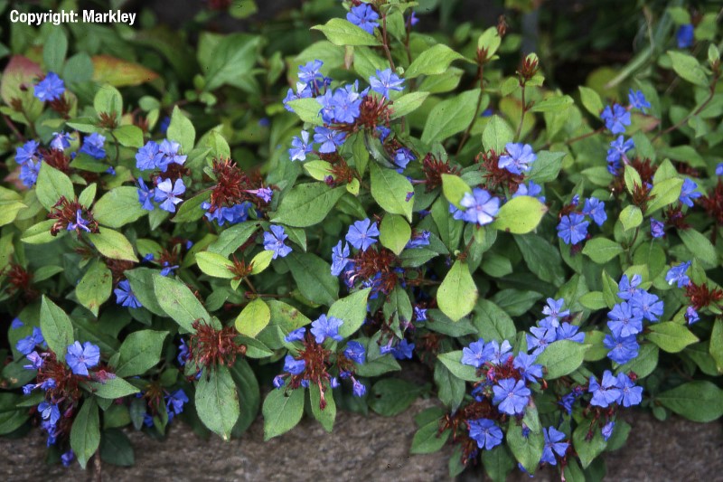 Ceratostigma plumbaginoides