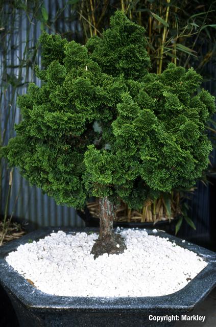 Chamaecyparis obtusa 'Nana Gracilis'