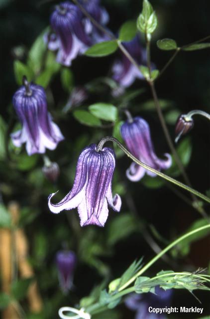 Clematis integrifolia 'Rooguchi'