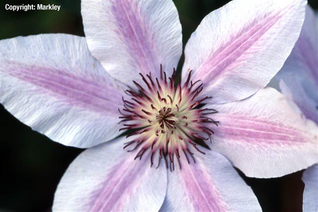 Clematis 'Nelly Moser'