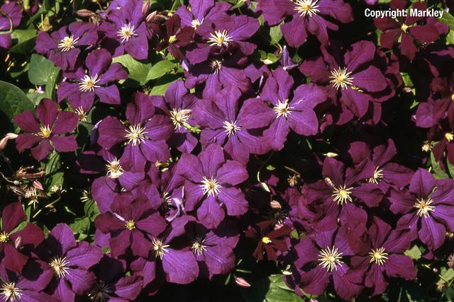 Clematis viticella 'Etoile Violette'