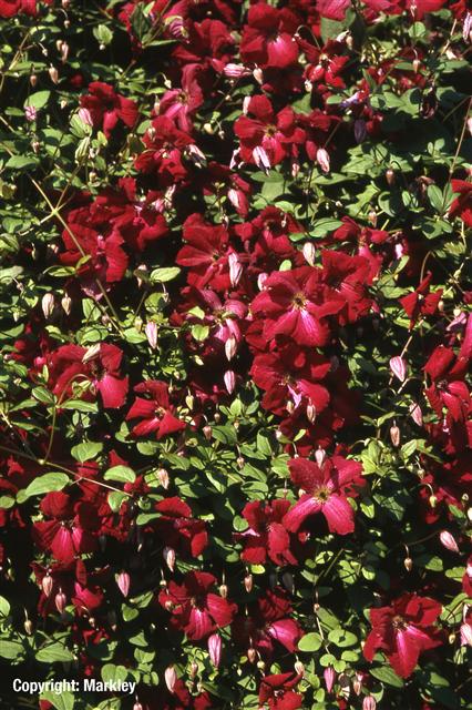 Clematis viticella 'Rubra'