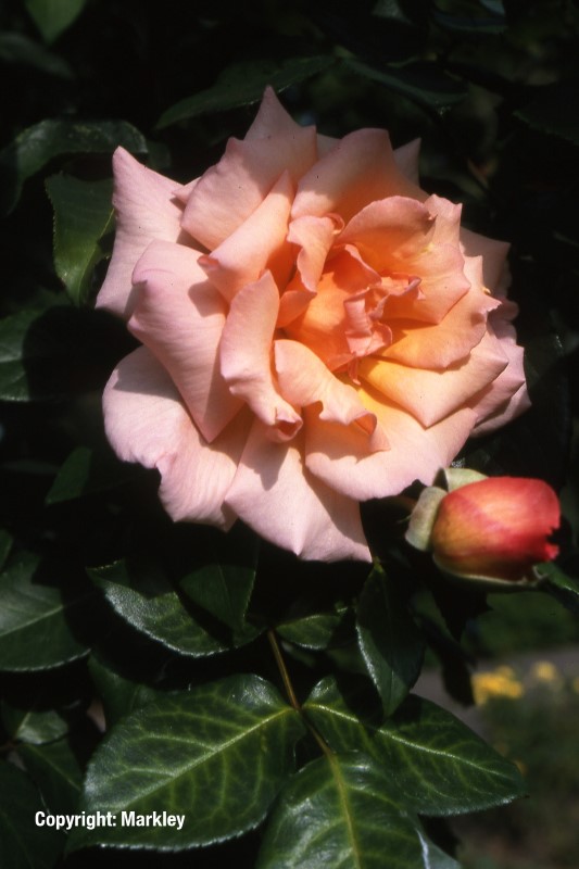 Rosa 'Compassion' -R-