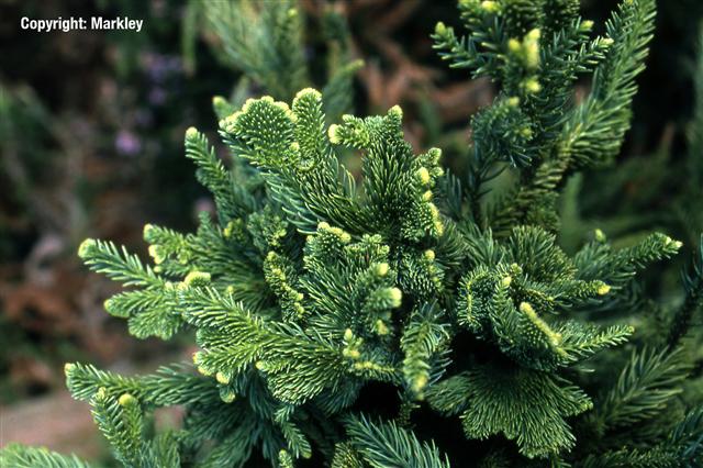Cryptomeria japonica 'Cristata'
