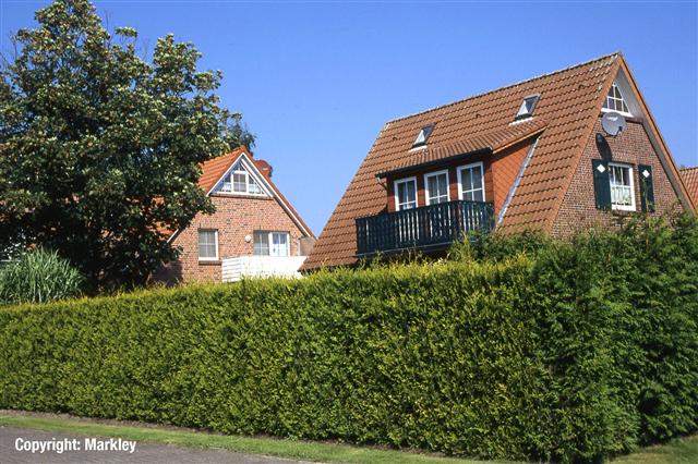 Cupressocyparis leylandii 'Castlewellan Gold'