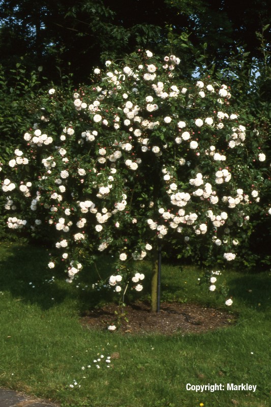 Rosa 'Felicite et Perpetue'