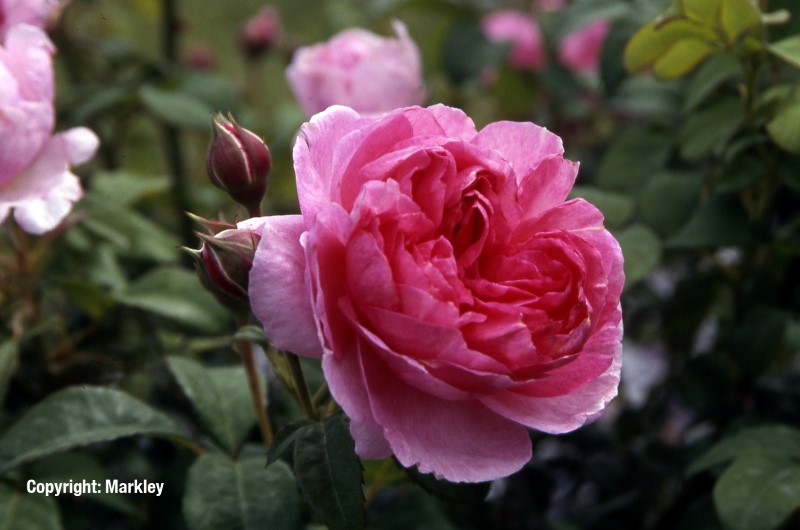 Rosa 'Flashlight' -R-