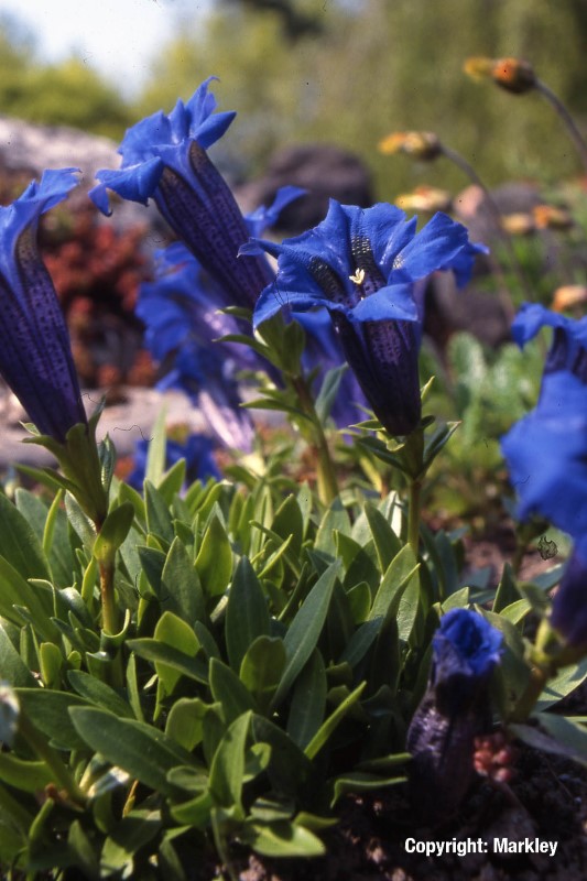 Gentiana acaulis