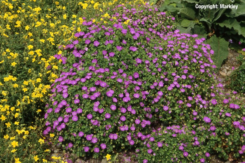 Geranium sanguineum 'Max Frei'