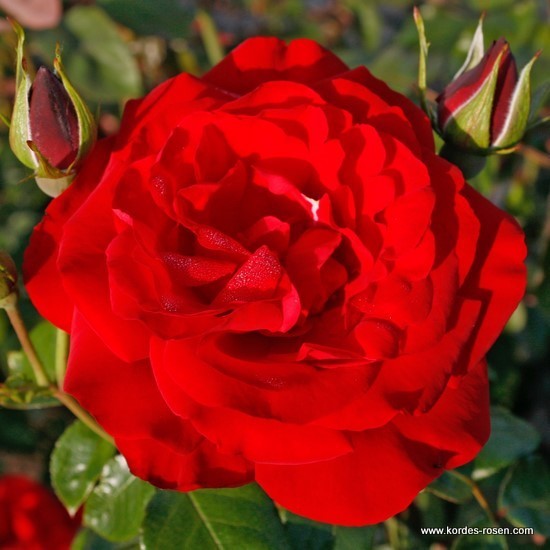 Rosa 'Grandhotel' -R-